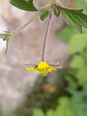 Geum urbanum