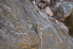 Urosaurus clarionensis