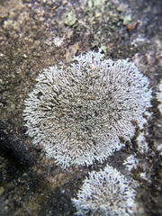 Physcia subtilis