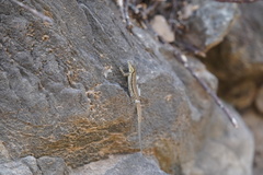 Urosaurus clarionensis