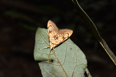Chalcidoptera thermographa