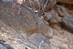 Urosaurus clarionensis