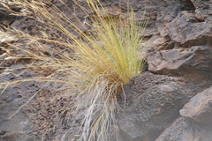 Aristida tenuifolia