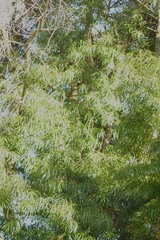 Podocarpus henkelii
