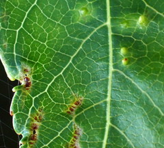 Diaspidiotus liquidambaris