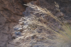 Aristida tenuifolia