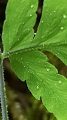 Gymnocarpium jessoense