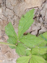 Geum urbanum