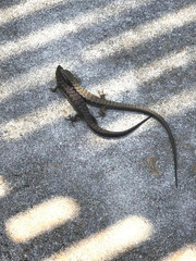 Elgaria multicarinata