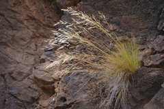 Aristida tenuifolia