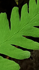 Gymnocarpium jessoense