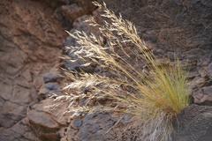 Aristida tenuifolia