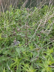Urtica dioica