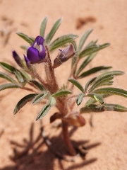 Lupinus pusillus