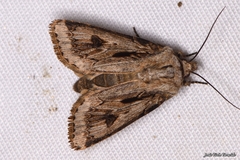 Agrotis chretieni