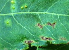 Diaspidiotus liquidambaris