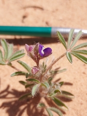 Lupinus pusillus