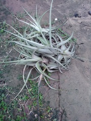Tillandsia lorentziana