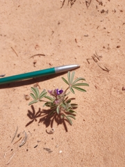 Lupinus pusillus