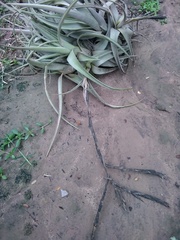 Tillandsia lorentziana