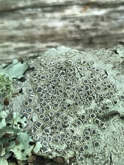 Lecanora subpallens