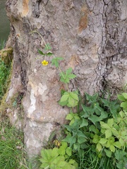 Geum urbanum
