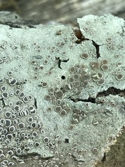 Lecanora subpallens