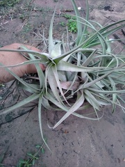 Tillandsia lorentziana