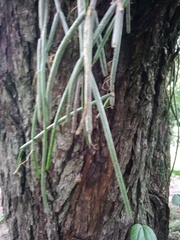 Rhipsalis floccosa