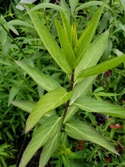 Asclepias incarnata incarnata