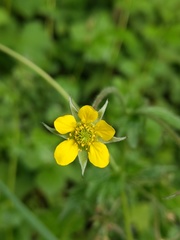 Geum urbanum