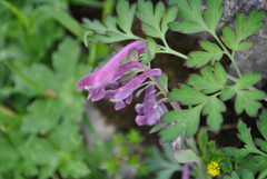 Corydalis taliensis