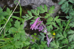 Corydalis taliensis