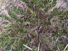 Psoralea bracteolata