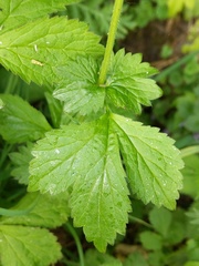 Geum urbanum