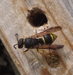 Gymnomerus