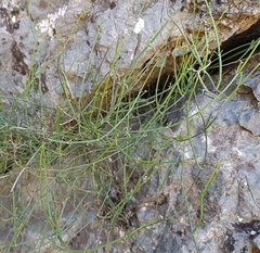 Galium ephedroides