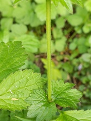 Geum urbanum