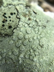 Pertusaria subpertusa