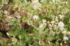 Brickellia peninsularis