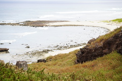 Brickellia peninsularis