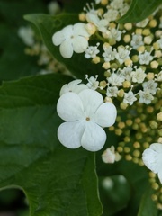 Viburnum opulus