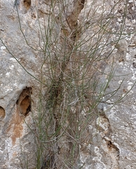Galium ephedroides
