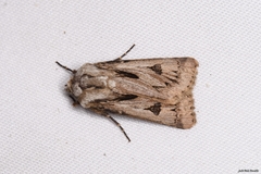 Agrotis chretieni