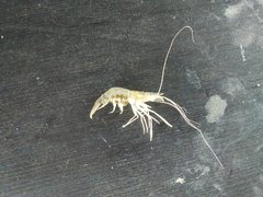 Palaemon vulgaris