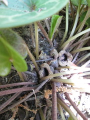 Hexastylis naniflora