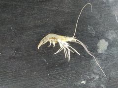 Palaemon vulgaris