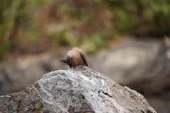 Zenaida macroura clarionensis