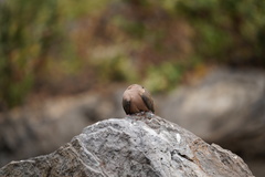 Zenaida macroura clarionensis