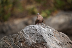 Zenaida macroura clarionensis